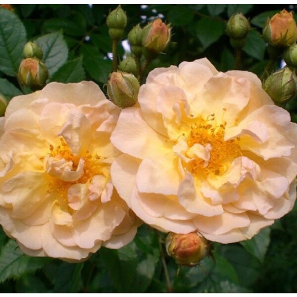 Rosa (Mosch) ROSA GHISLAINE DE FELIGONDE    A-kv PC - 2