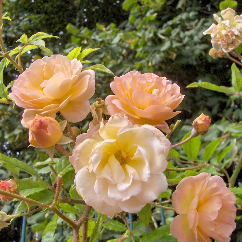 Rosa (Mosch) ROSA GHISLAINE DE FELIGONDE    A-kv PC
