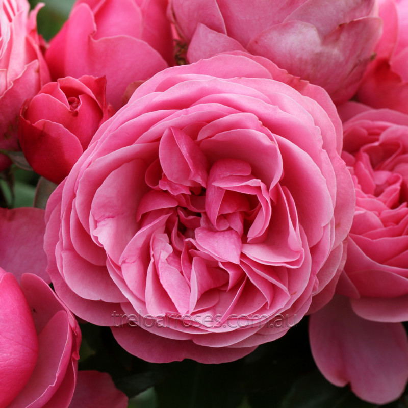 Rabattros / Floribundaros LEONARDO DA VINCI   A-kv  PC - 2