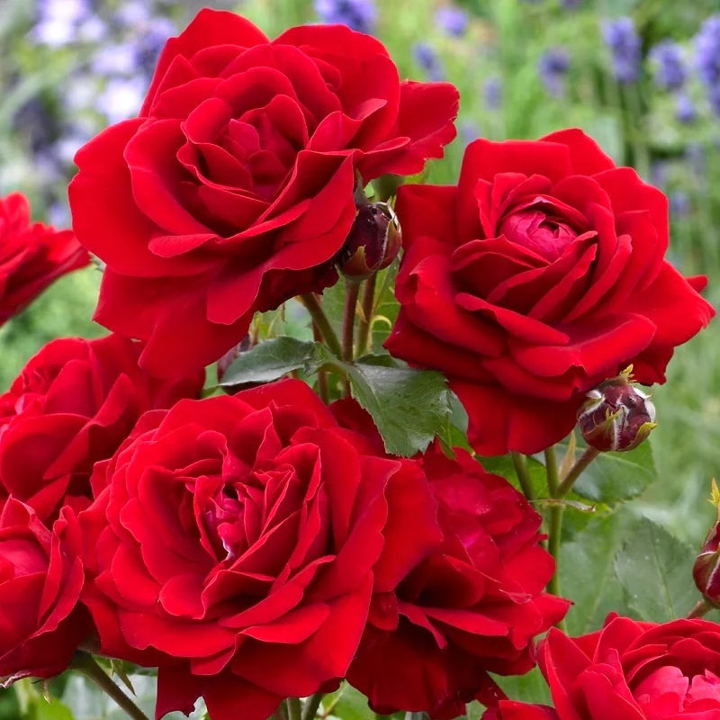 Rabattros / Floribundaros   Nina Weibull     A-kv  PC - 2