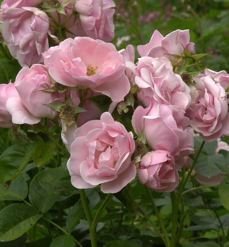 Rabattros / Floribundaros   ASTRID LINDGREN    A-kv PC - 2