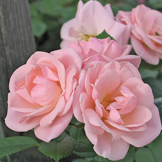 Rabattros / Floribundaros   ASTRID LINDGREN    A-kv PC