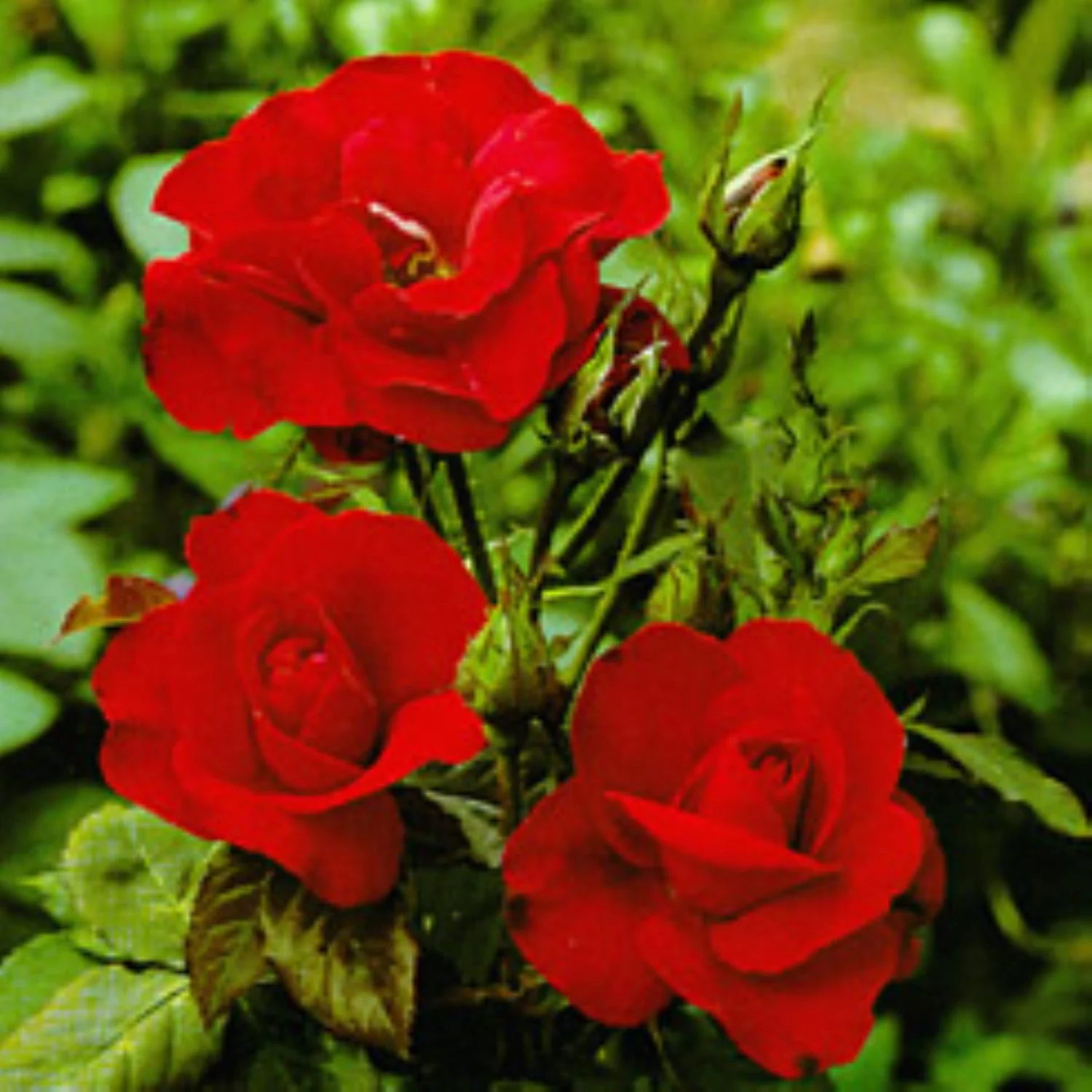 Rabattros / Floribundaros   ROSA-HYB. H.C.ANDERSEN    A-kv PC