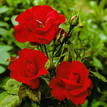 Rabattros / Floribundaros   ROSA-HYB. H.C.ANDERSEN    A-kv PC