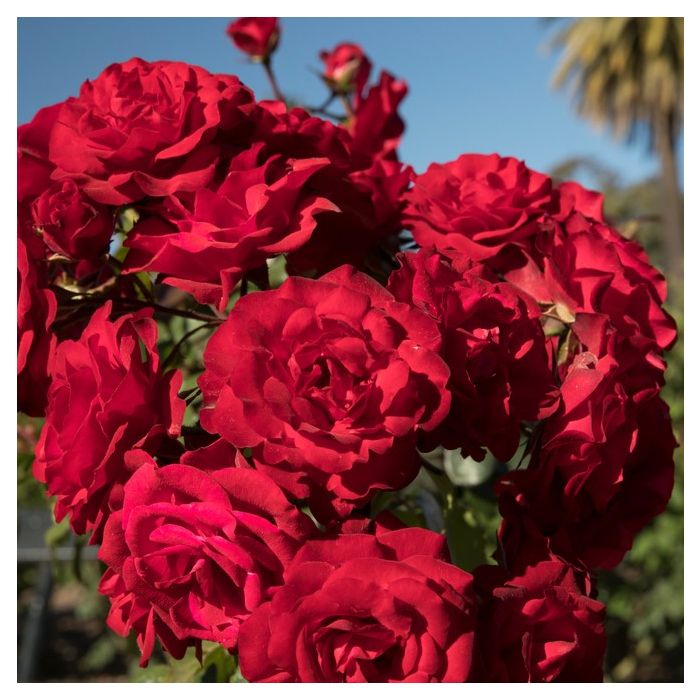 Rabattros / Floribundaros   ROSA-HYB. H.C.ANDERSEN    A-kv PC - 2