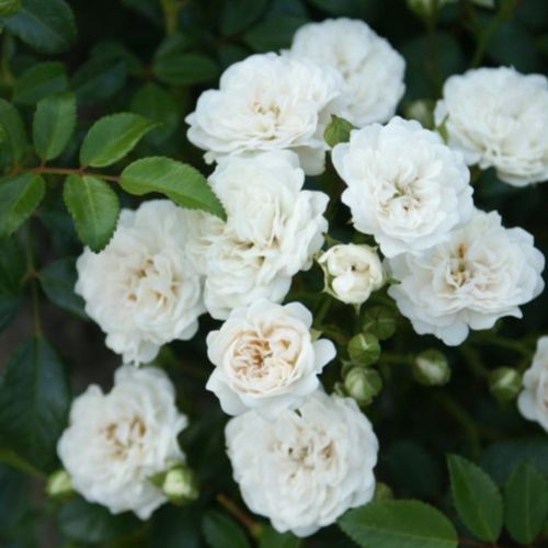 Rabattrosor / Miniatyrros  White Fairy   A-kv PC - 2