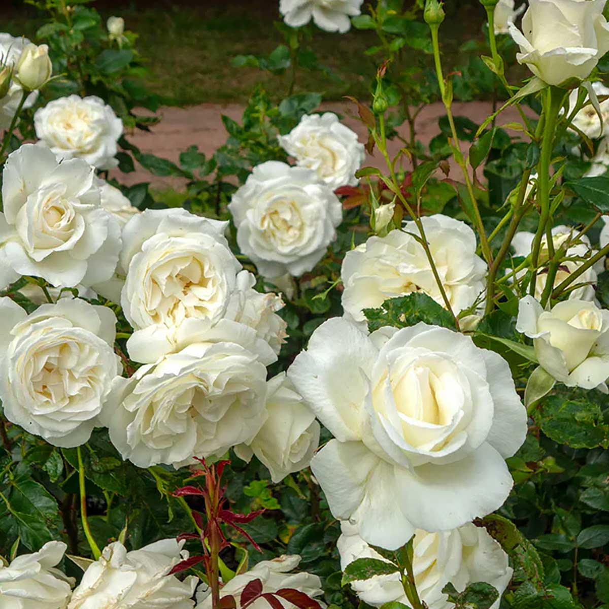 Rabattros / Tehybridros   KAREN BLIXEN   (Poulari*)    A-kv PC