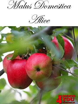 Äpple M.dom Alice (CAC) A2   Stam 2-års A-kv Co/Pack Co