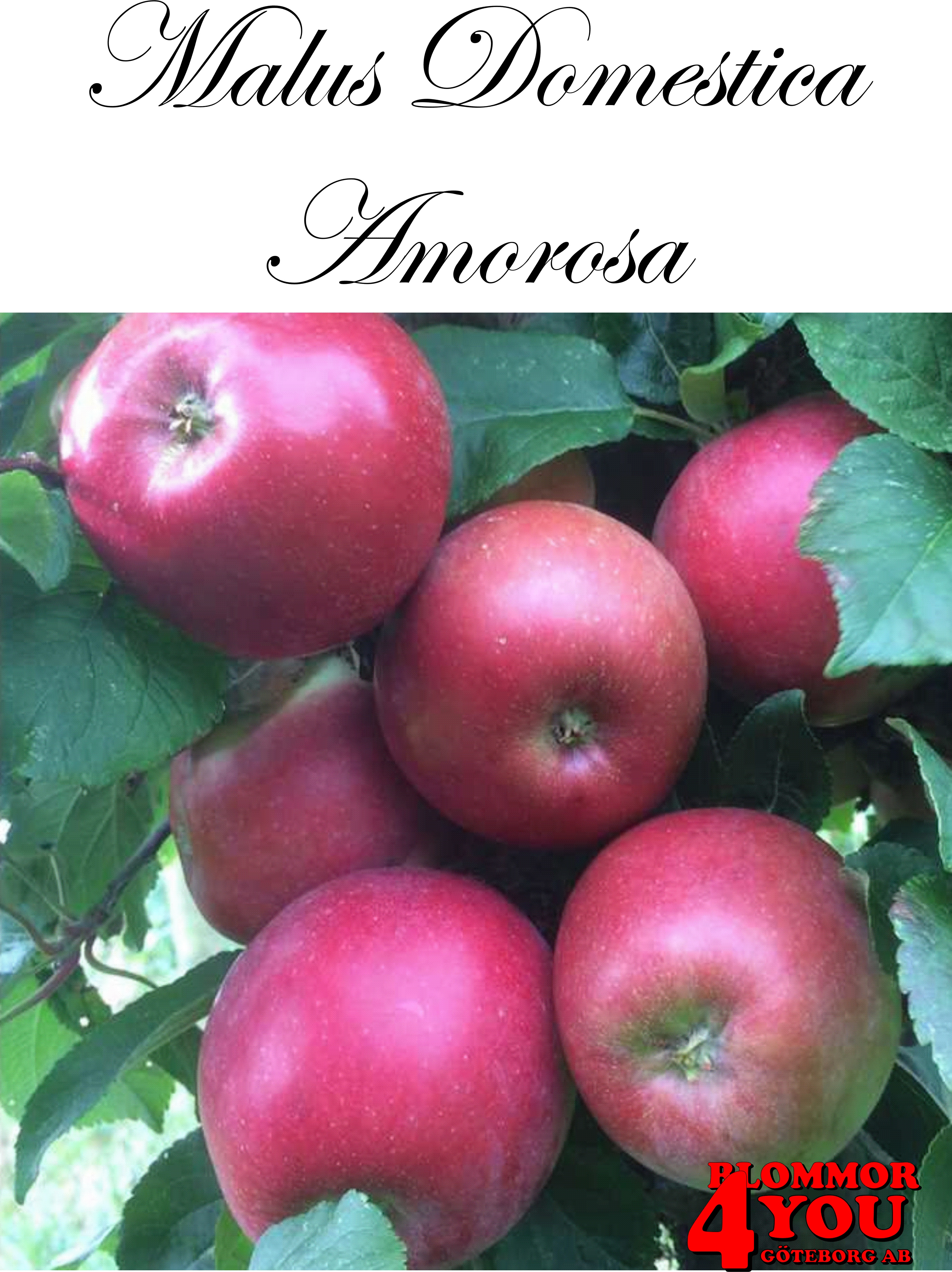 Äpple M.dom Amorosa*  (CAC) A2    Stam 2-års A-kv Co/Pack Co