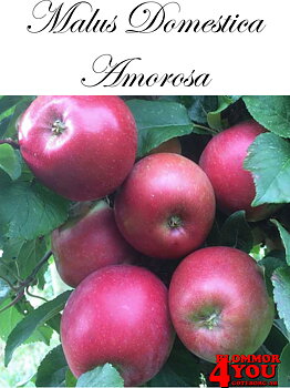 Äpple M.dom Amorosa*  (CAC) A2    Stam 2-års A-kv Co/Pack Co