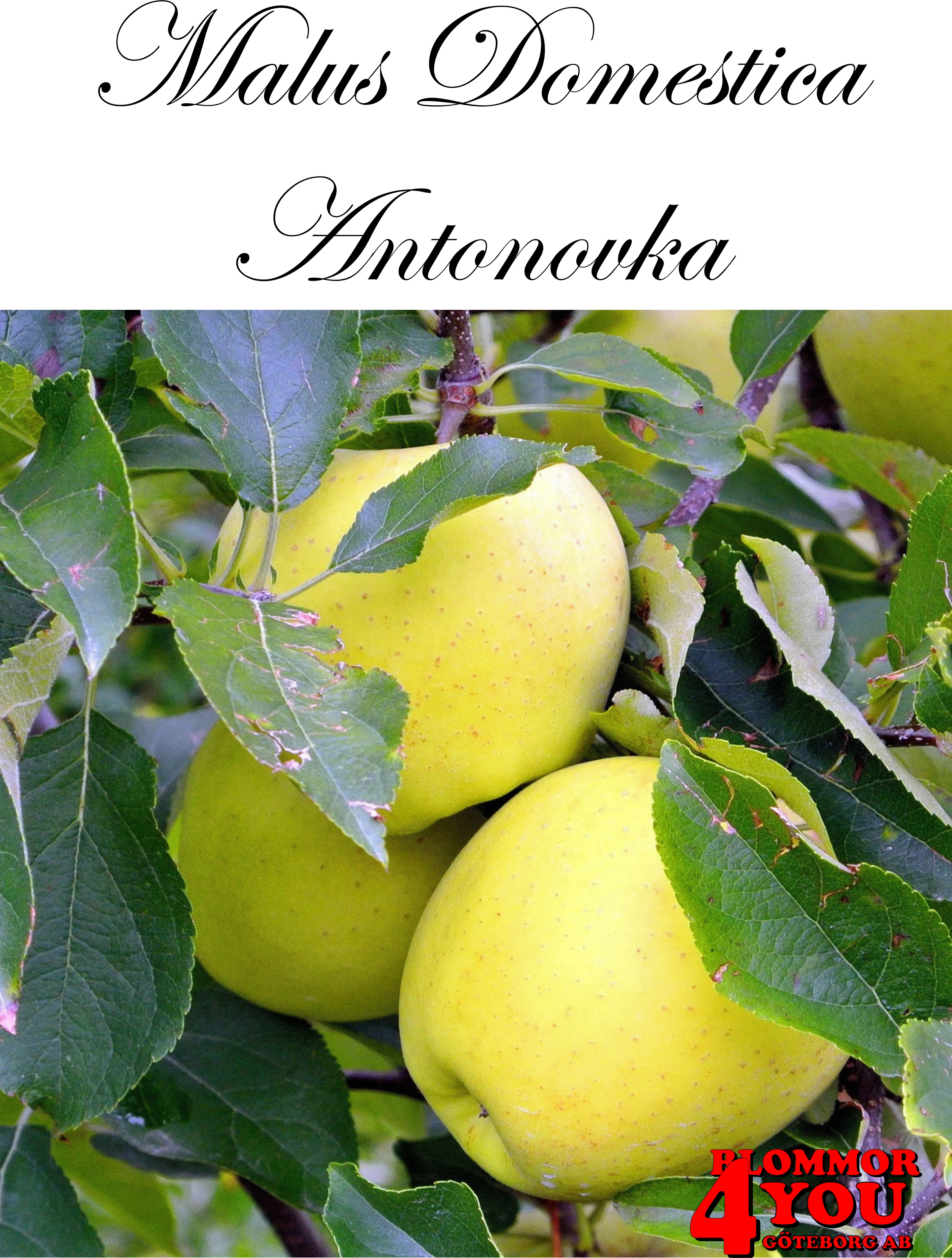 Äpple M.dom Antonovka (CAC) A2    Stam 2-års A-kv Co/Pack Co