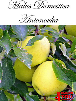 Äpple M.dom Antonovka (CAC) A2    Stam 2-års A-kv Co/Pack Co