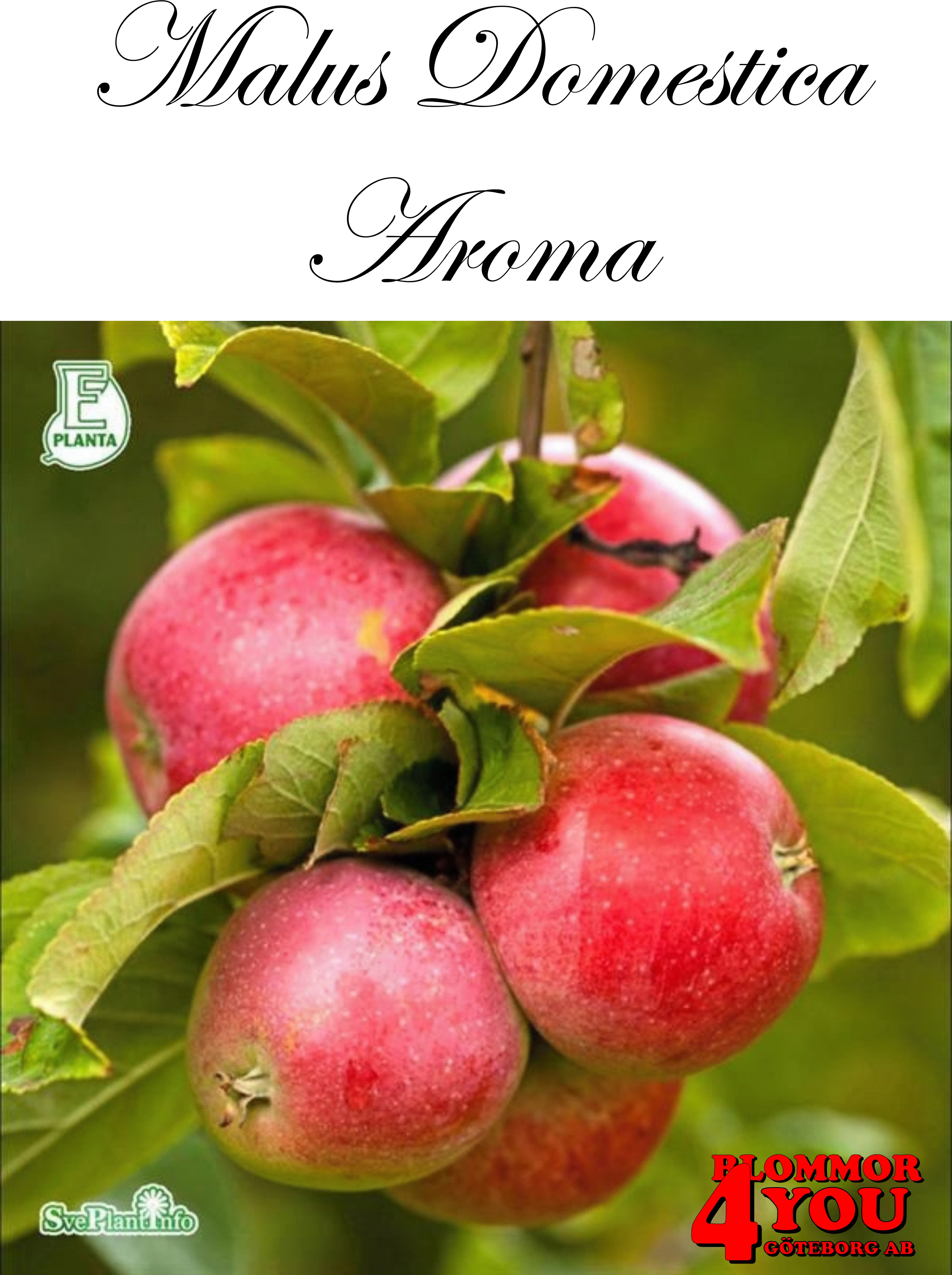 Äpple M.dom Aroma E A2    Stam 2-års A-kv Co/Pack Co