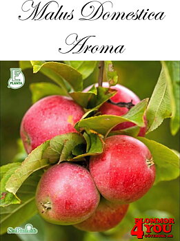 Äpple M.dom Aroma E A2    Stam 2-års A-kv Co/Pack Co
