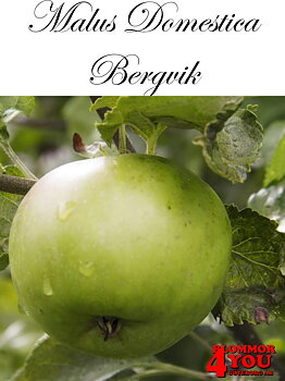 Äpple M.dom Bergvik (CAC) A2    Stam 2-års A-kv Co/Pack Co