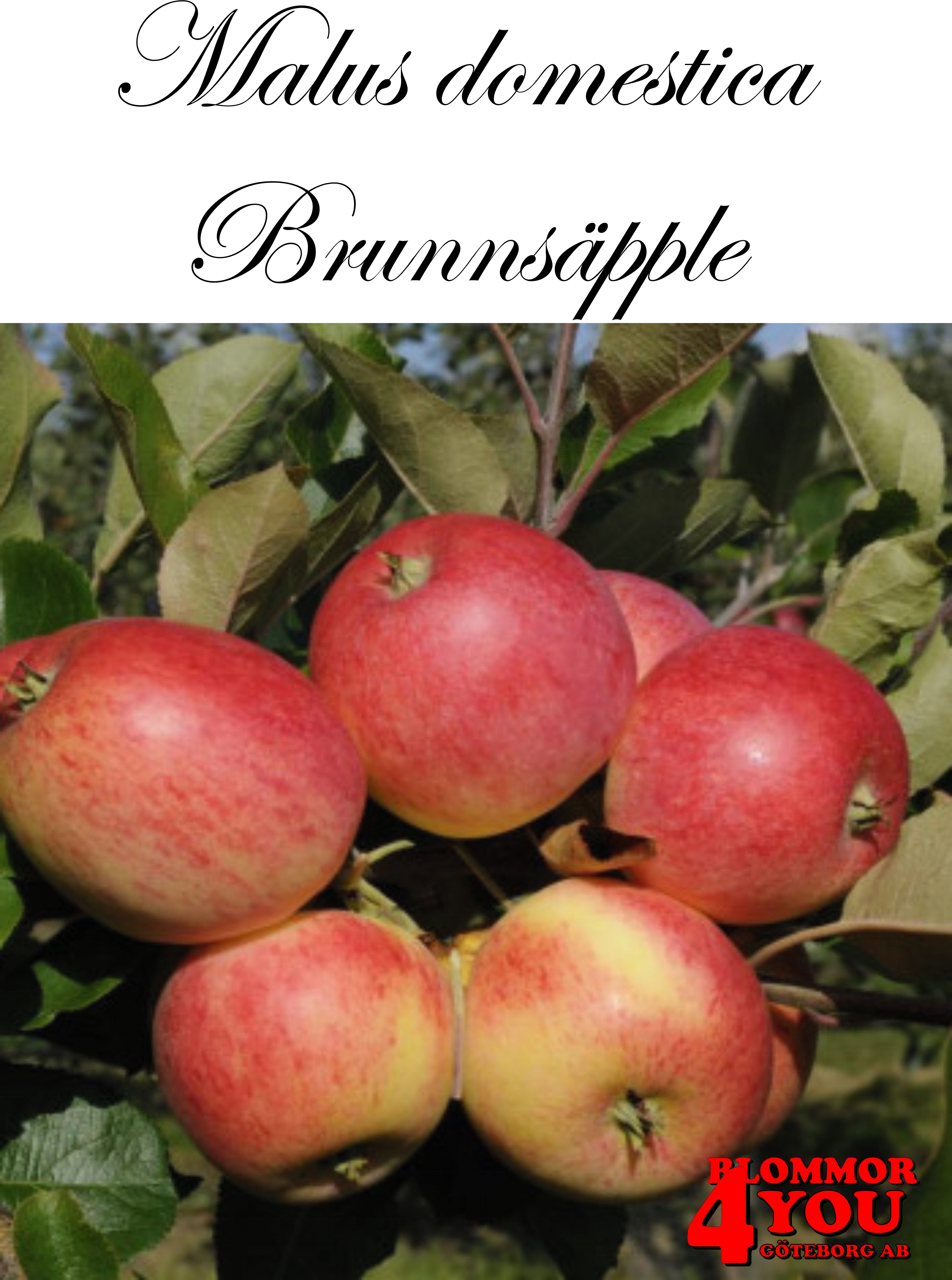 Äpple M.dom Brunnsäpple (CAC) A2    Stam 2-års A-kv Co/Pack Co