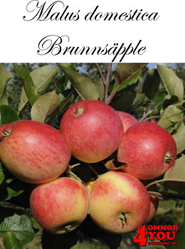 Äpple M.dom Brunnsäpple (CAC) A2    Stam 2-års A-kv Co/Pack Co