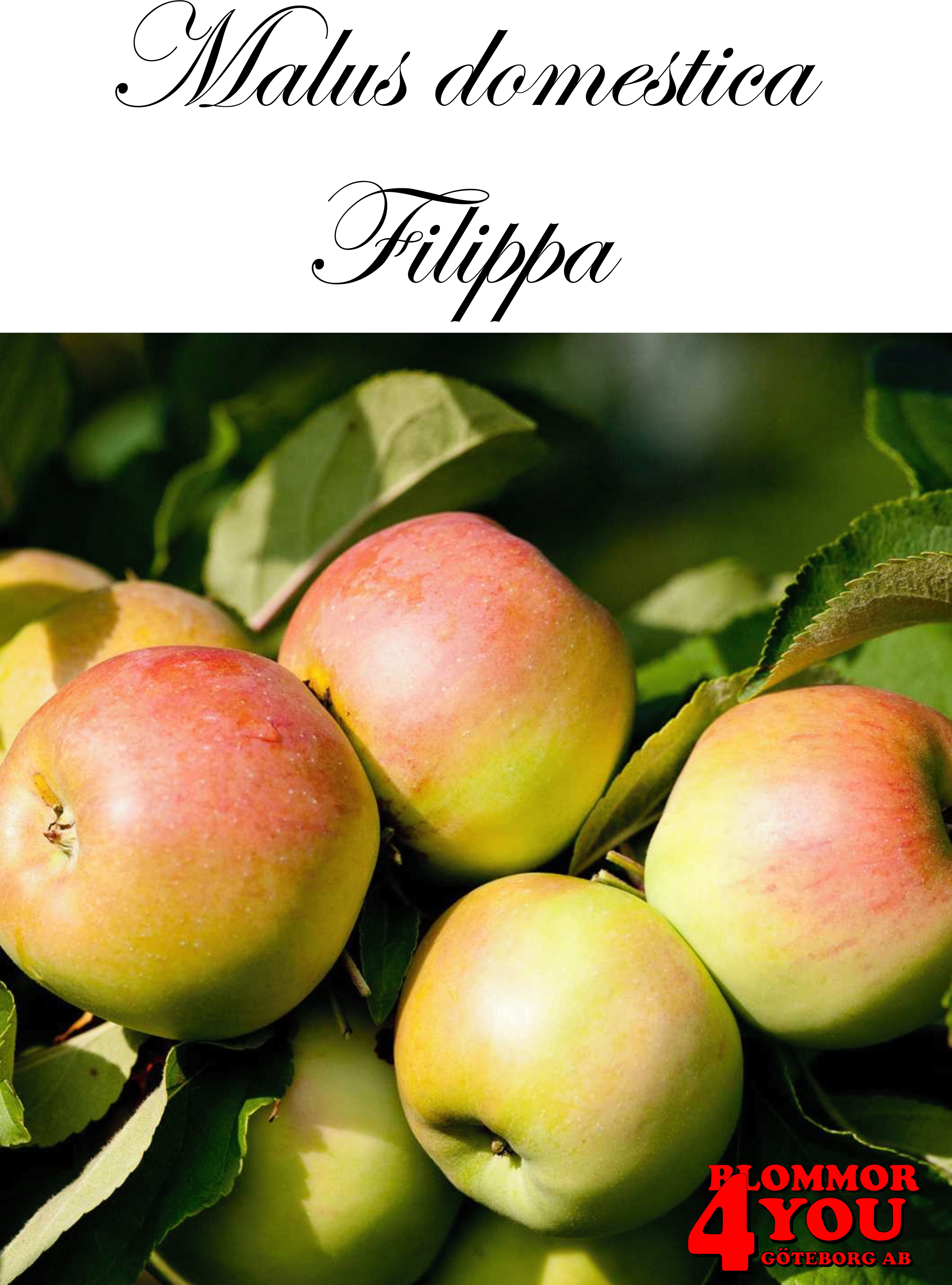 Äpple  M.dom Filippa E   A2    Stam 2-års A-kv Co/Pack Co