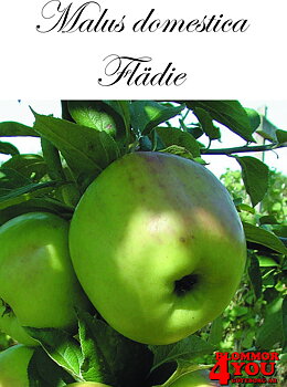 Äpple M.dom Flädie (CAC) MM111    Stam 2-års A-kv Co/Pack Co