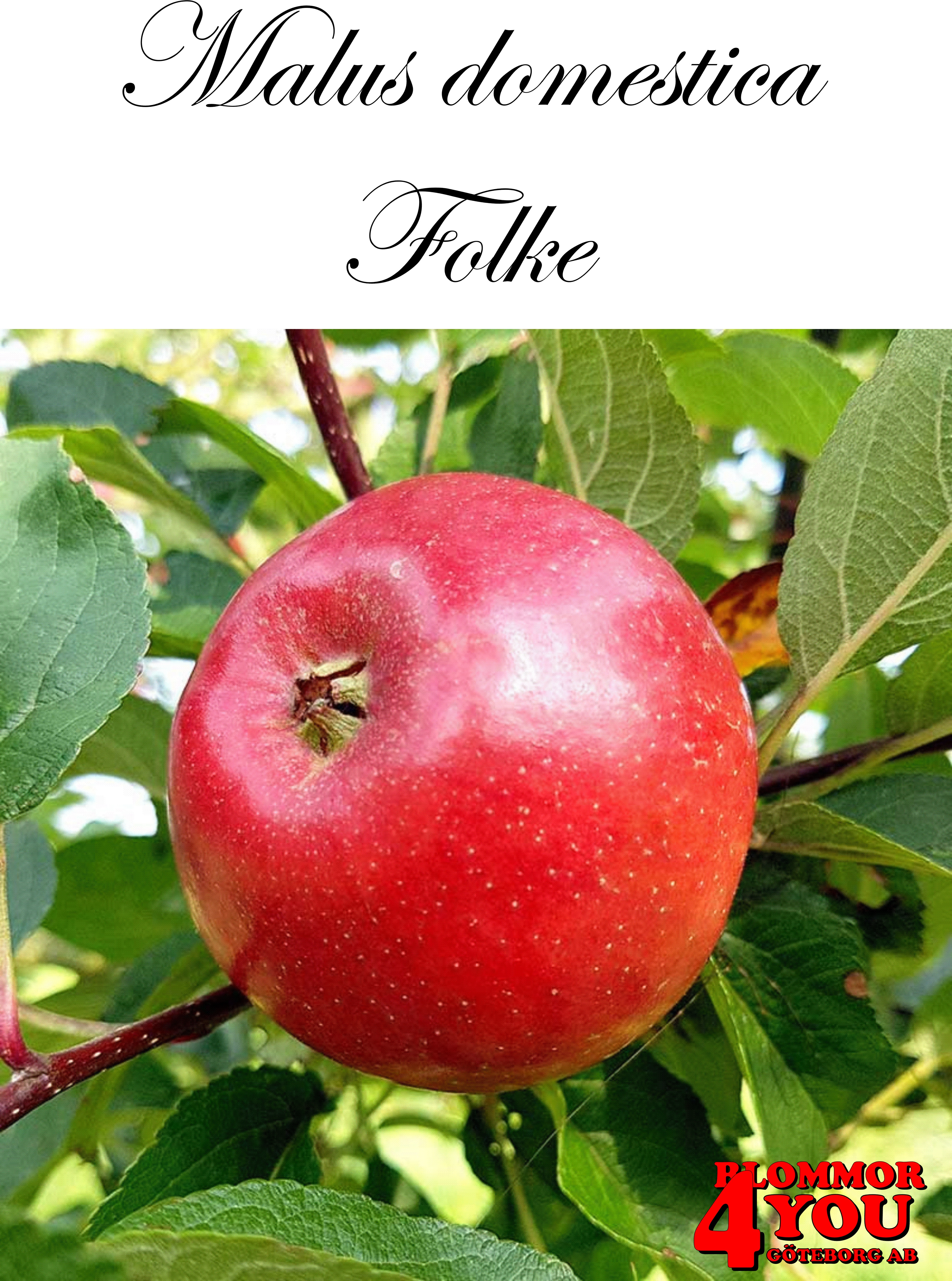 Äpple M.dom Folke® E A2    Stam 2-års A-kv Co/Pack Co
