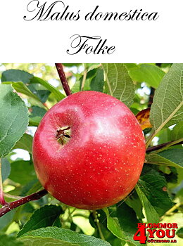 Äpple M.dom Folke® E A2    Stam 2-års A-kv Co/Pack Co