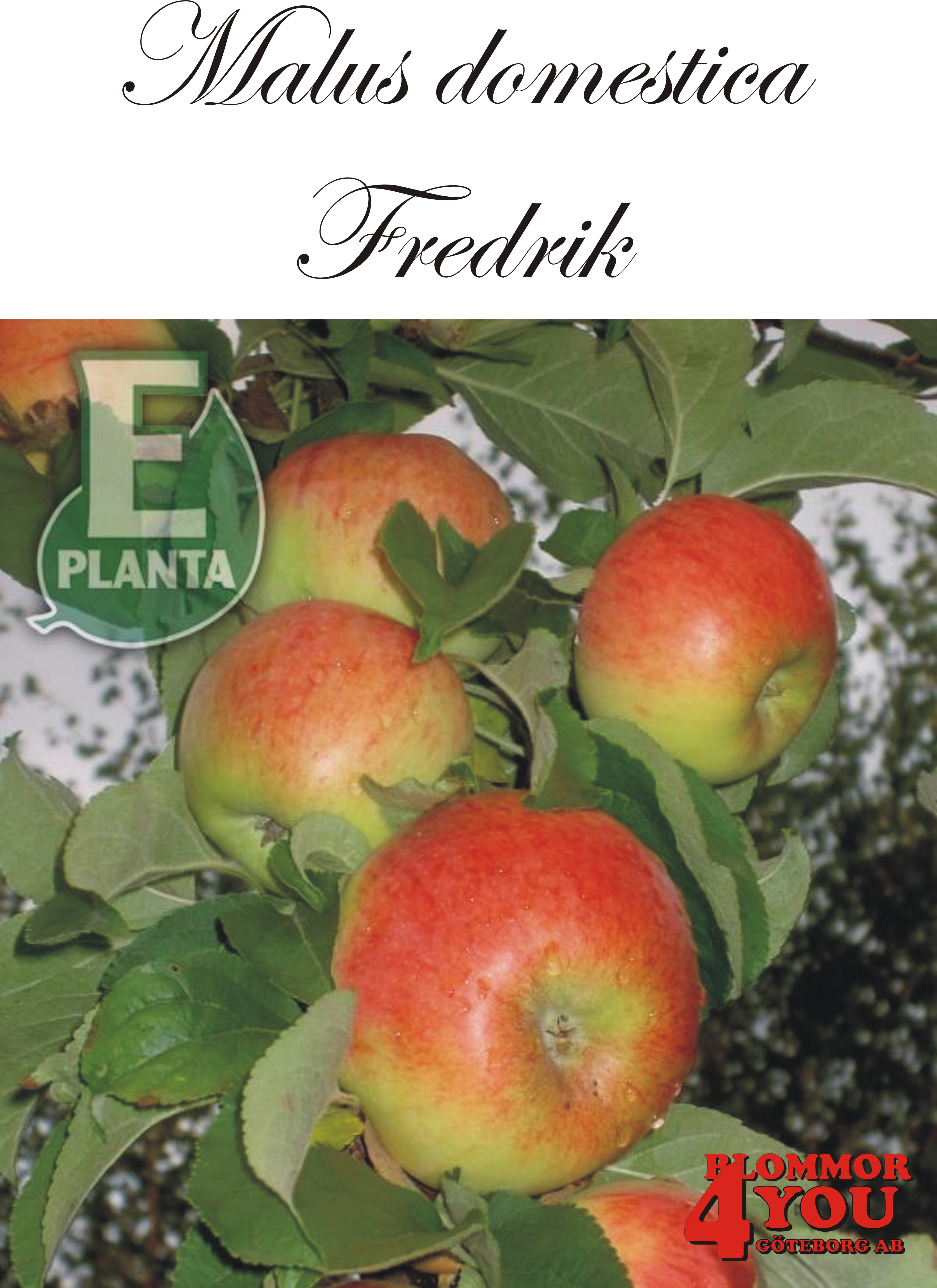 Äpple M.dom Fredrik* E A2    Stam 2-års A-kv Co/Pack Co