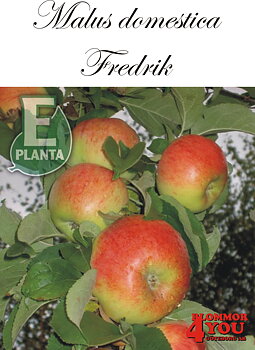 Äpple M.dom Fredrik* E A2    Stam 2-års A-kv Co/Pack Co