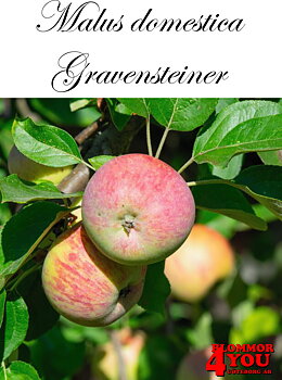 Äpple M.dom Gravensteiner (cert) A2    Stam 2-års A-kv Co/Pack Co