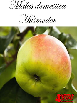 Äpple M.dom Husmoder (CAC) A2    Stam 2-års A-kv Co/Pack Co