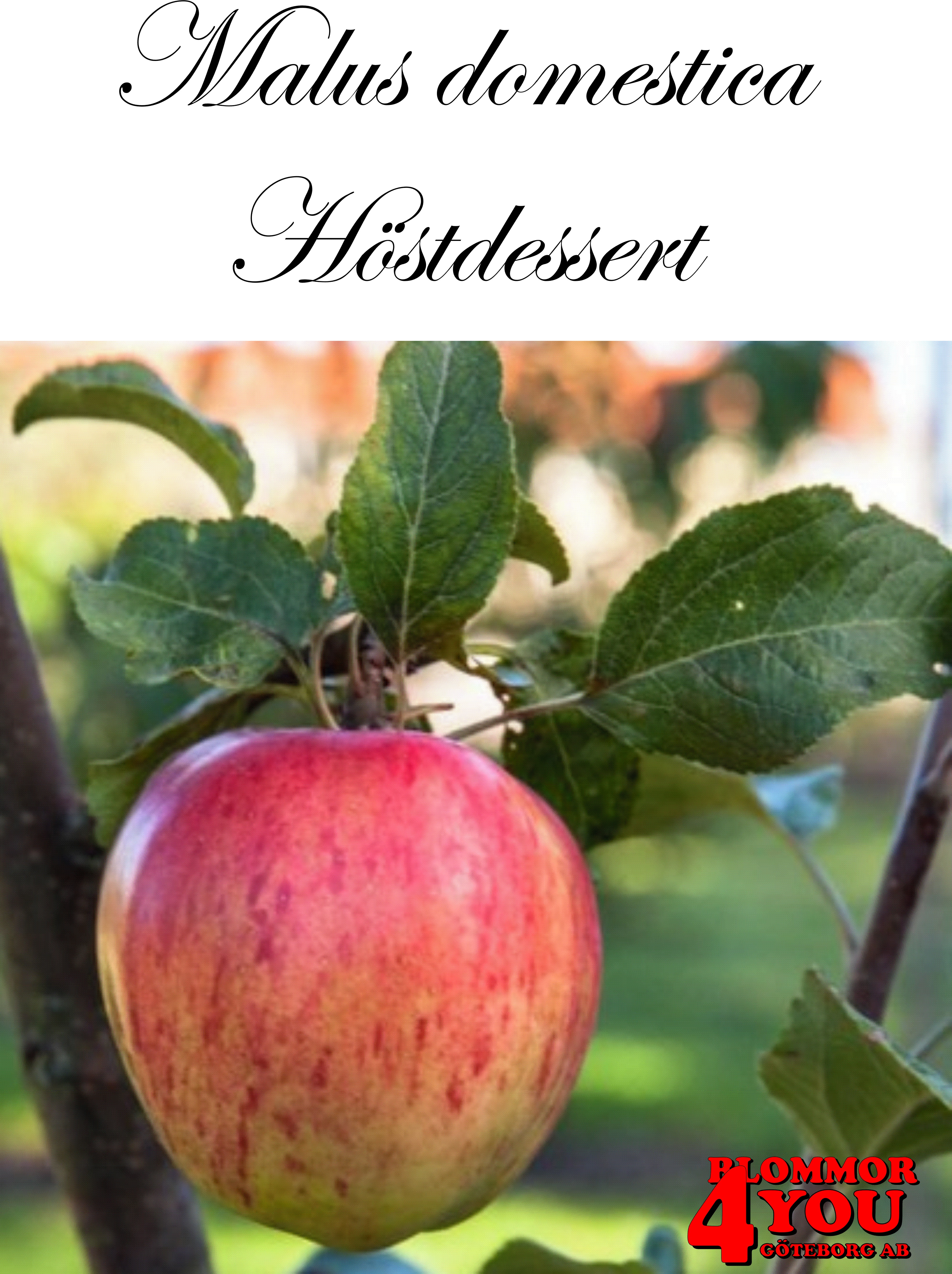 Äpple M.dom Höstdessert E A2    Stam 2-års A-kv Co/Pack Co