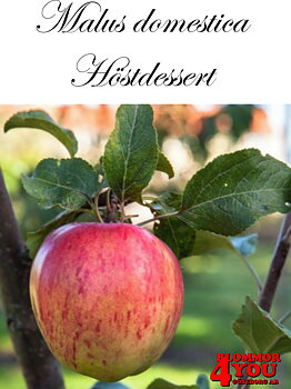 Äpple M.dom Höstdessert E A2    Stam 2-års A-kv Co/Pack Co