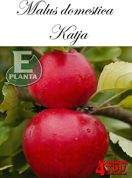 Äpple M.dom Katja E A2  Stam 2-års A-kv Co/Pack Co