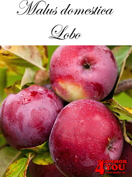 Äpple M.dom Lobo (CAC) A2   Stam 2-års A-kv Co/Pack Co