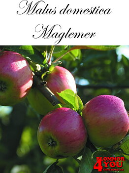 Äpple M.dom Maglemer (CAC) A2   Stam 2-års A-kv Co/Pack Co