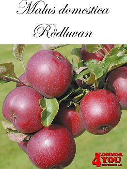 Äpple M.dom Rödluvan E A2   Stam 2-års A-kv Co/Pack Co