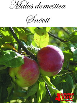 Äpple M.dom Snövit (CAC) A2   Stam 2-års A-kv Co/Pack Co
