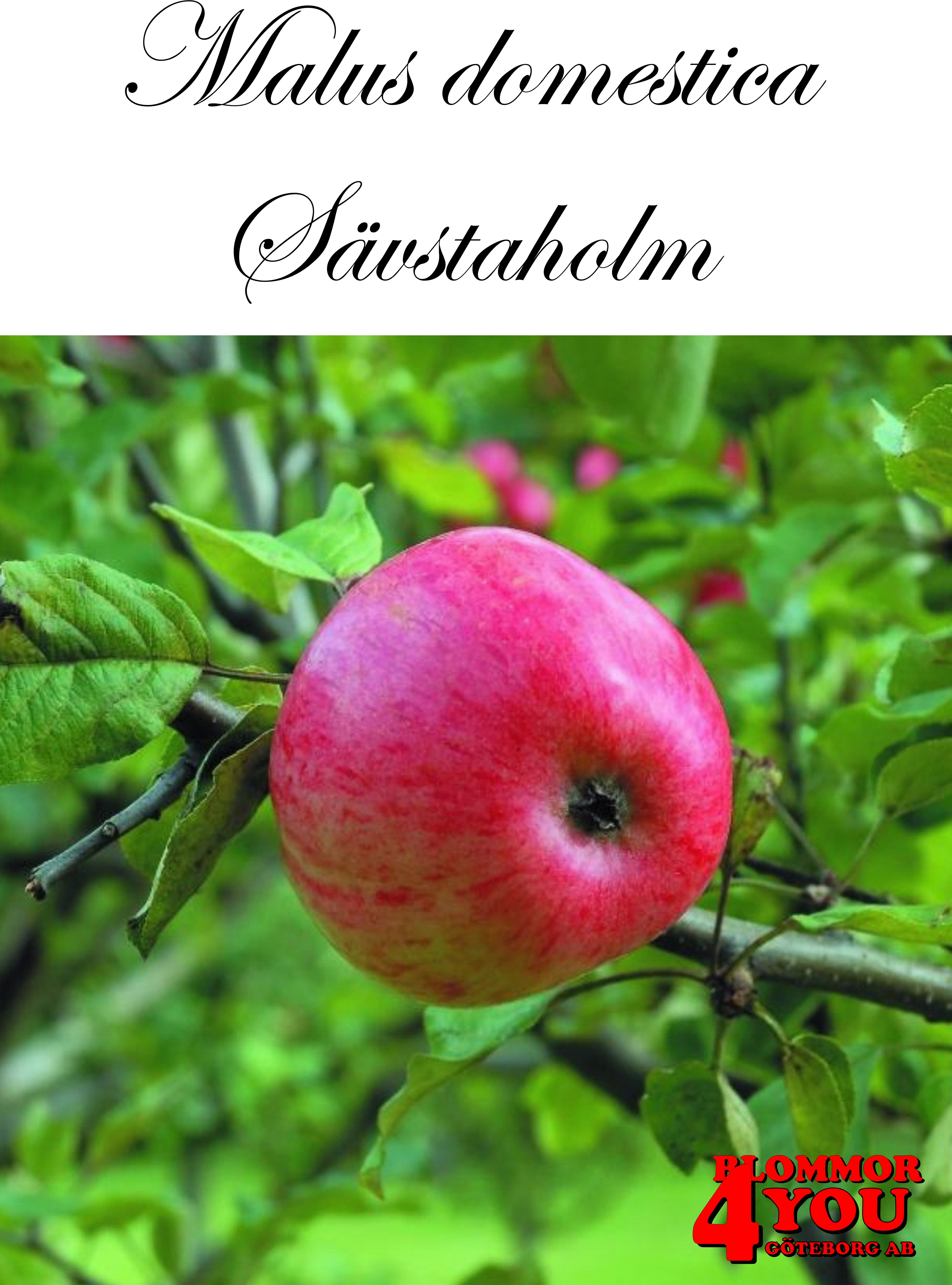 Äpple M.dom Sävstaholm E A2   Stam 2-års A-kv Co/Pack Co