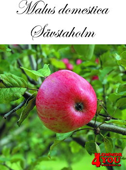 Äpple M.dom Sävstaholm E A2   Stam 2-års A-kv Co/Pack Co