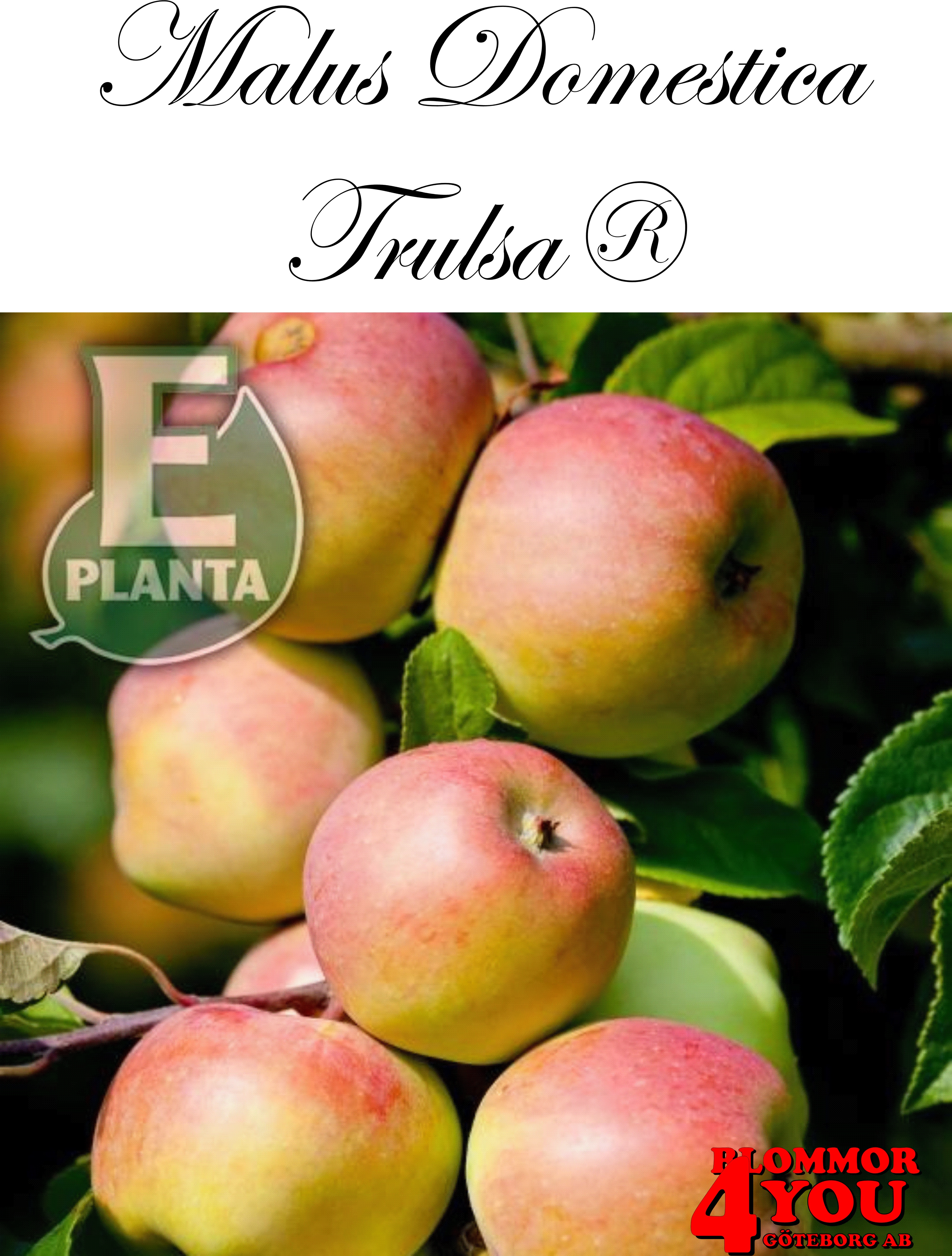 Äpple M.dom Trulsa® E A2   Stam 2-års A-kv Co/Pack Co