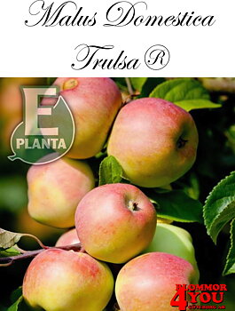 Äpple M.dom Trulsa® E A2   Stam 2-års A-kv Co/Pack Co