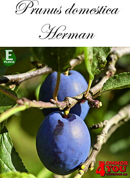 Plommon P.dom Herman E P.cer    Stam 2-års A-kv Co.