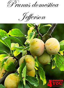 Plommon P.dom Jefferson (CAC) P.cer     Stam 2-års A-kv Co.