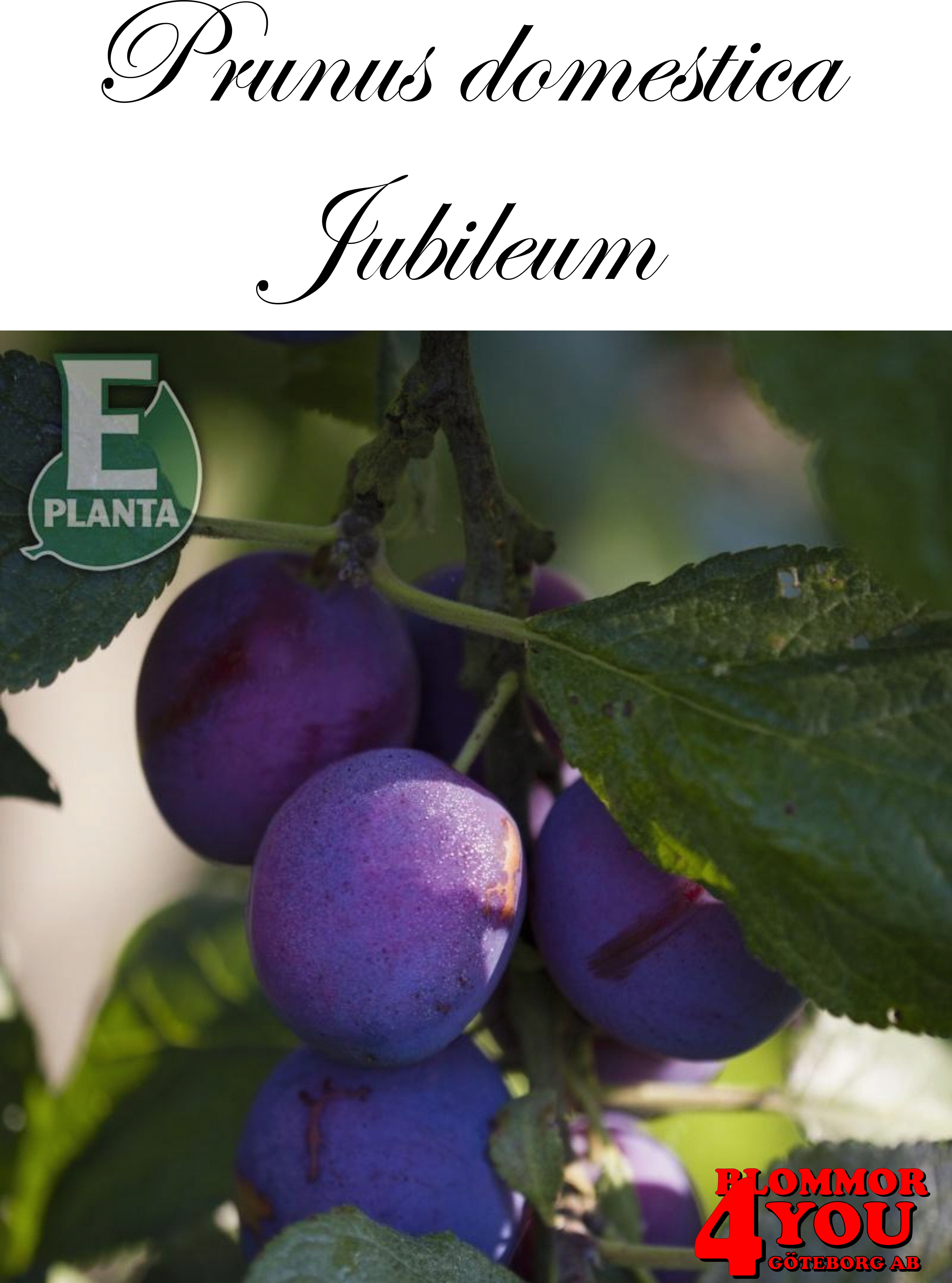 Plommon P.dom Jubileum* E P.cer     Stam 2-års A-kv Co.