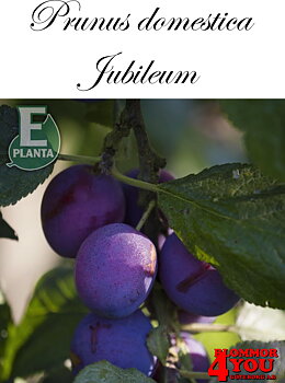 Plommon P.dom Jubileum* E P.cer     Stam 2-års A-kv Co.