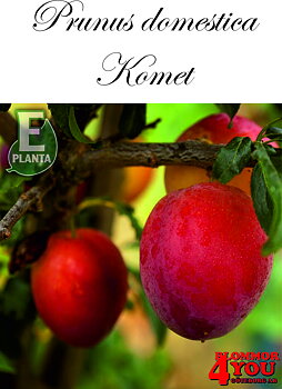 Plommon P.dom Komet E P.cer (Kubanskaja Kometa)   Stam 2-års A-kv Co.