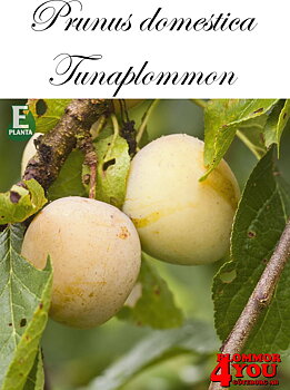 Plommon P.dom Tunaplommon E P.cer    Stam 2-års A-kv Co.