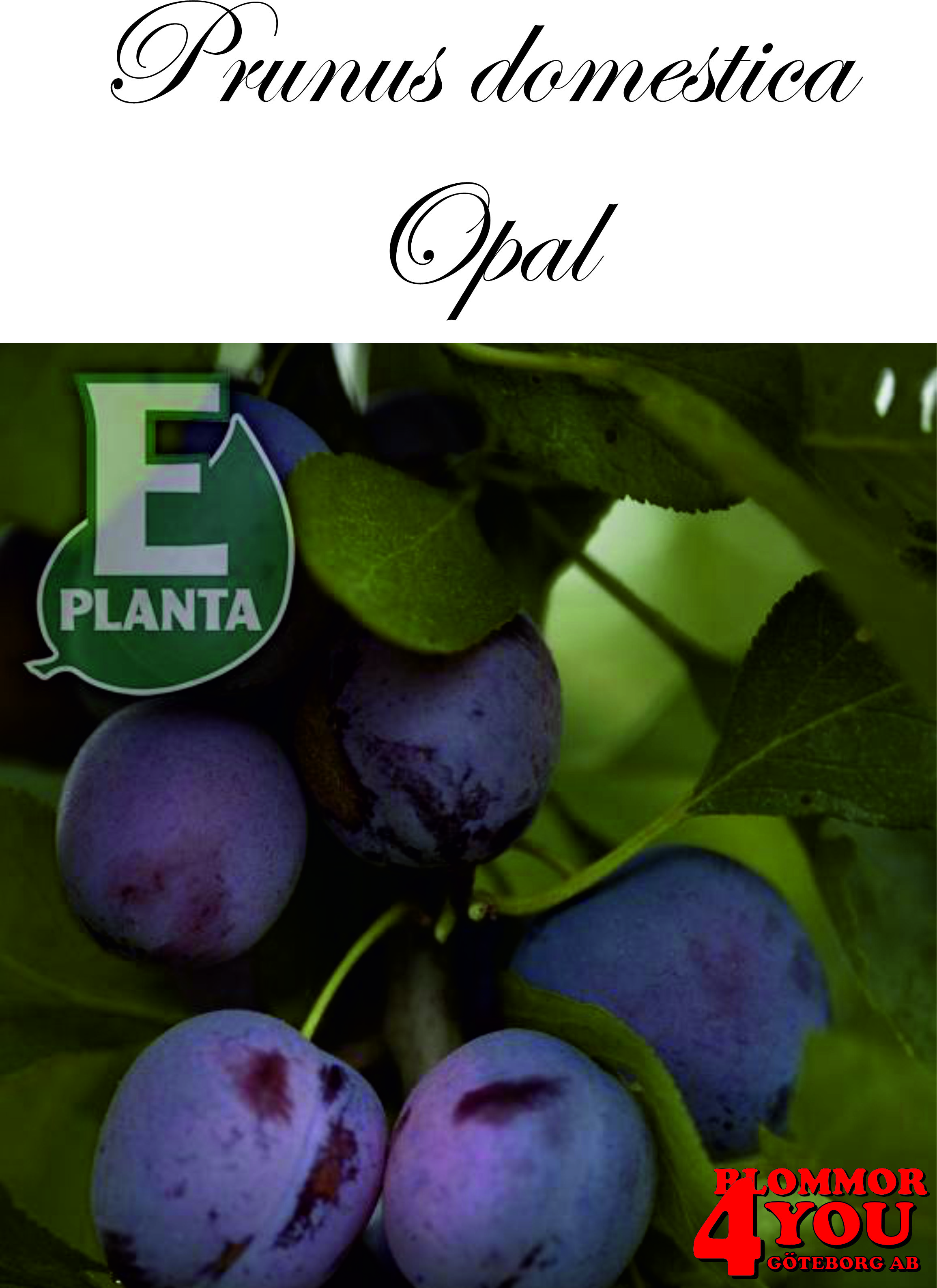 Plommon P.dom Opal E P.cer    Stam 2-års A-kv Co.