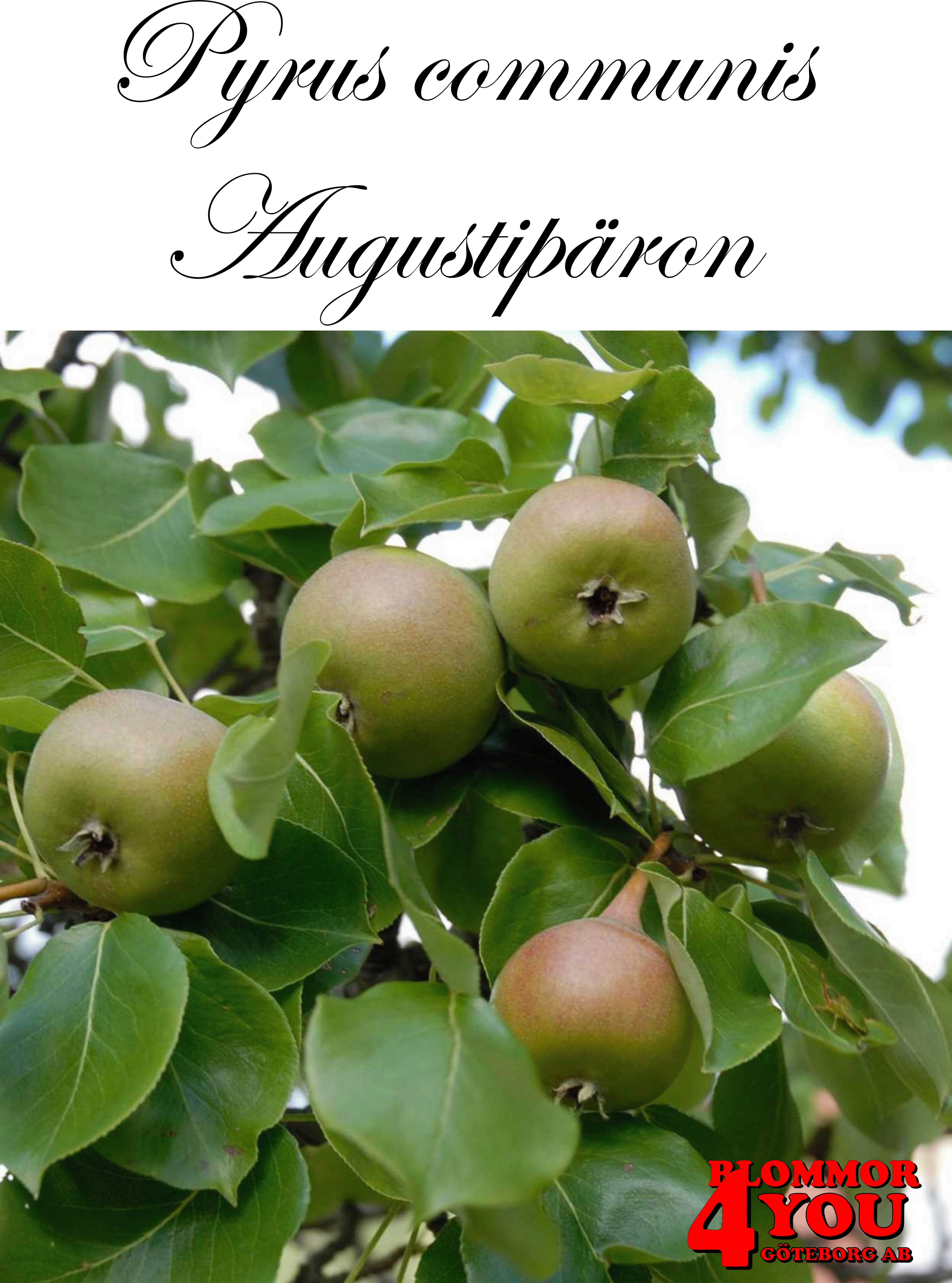 Päron P.com Augustipäron (cert) P.com    Stam 2-års A-kv Co/Pack Co