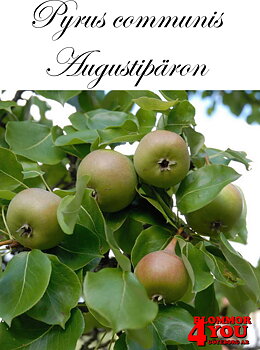 Päron P.com Augustipäron (cert) P.com    Stam 2-års A-kv Co/Pack Co