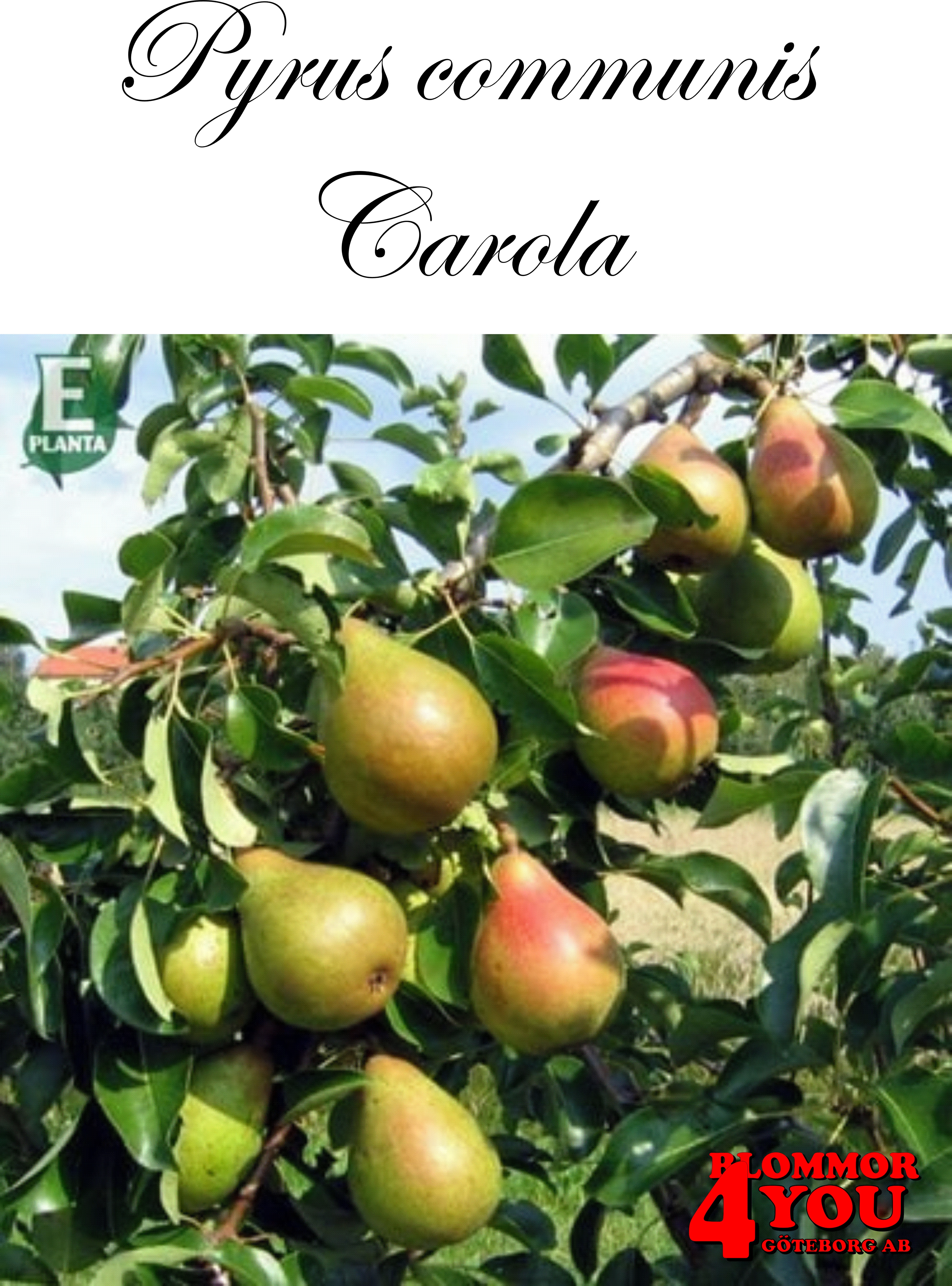 Päron P.com Carola* E P.com   Stam 2-års A-kv Co/Pack Co